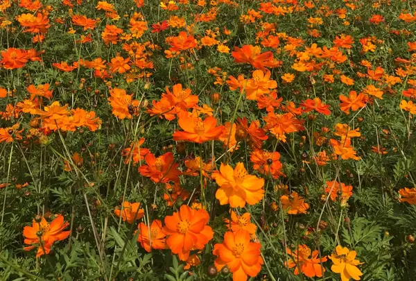 山中湖花の都公園