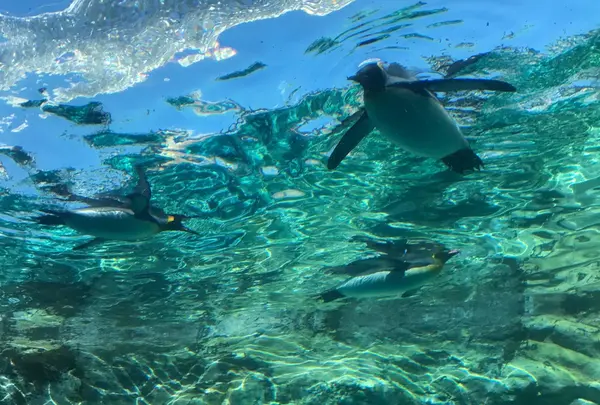 旭川市 旭山動物園の写真・動画_image_270838
