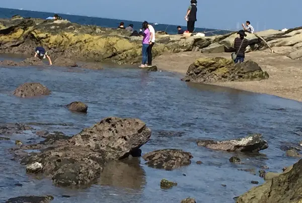 かなや　で　磯遊び