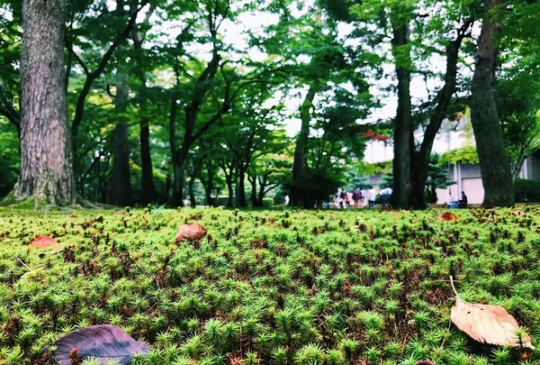 兼六園