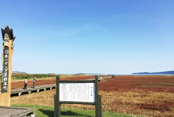 卯原内サンゴ草群生地