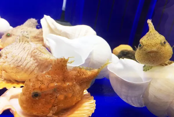 オホーツク流氷館