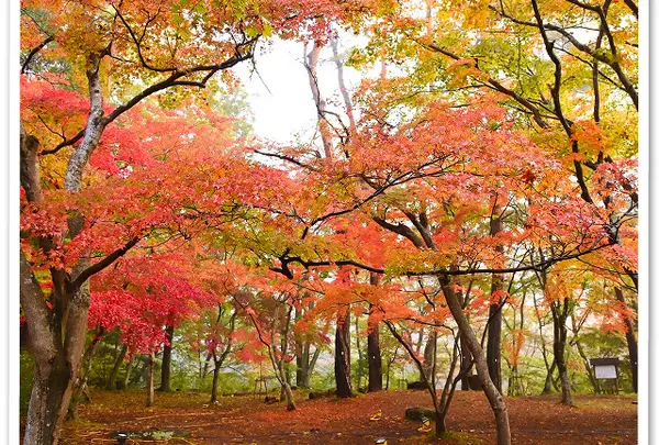 月の石もみじ公園