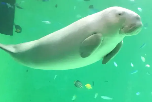 鳥羽水族館