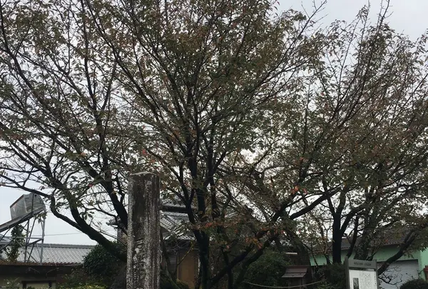石薬師の蒲桜の写真・動画_image_277296