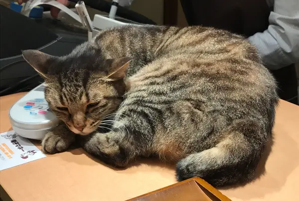 猫の居る休憩所299