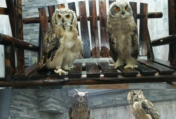 ふくろうカフェ池袋 あうるぱーく （owlcafe）