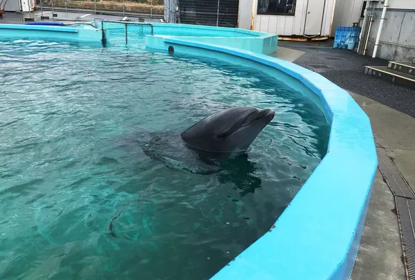 室戸ドルフィンセンター
