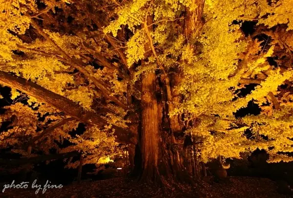 下城の大イチョウ・下城滝