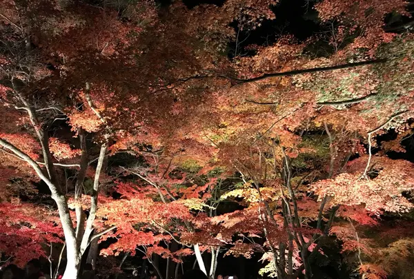 月の石もみじ公園