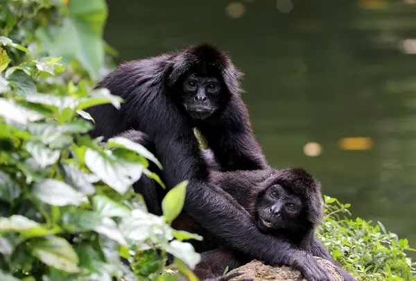 シンガポール動物園