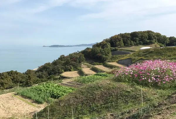豊島 棚田プロジェクトの写真・動画_image_280567