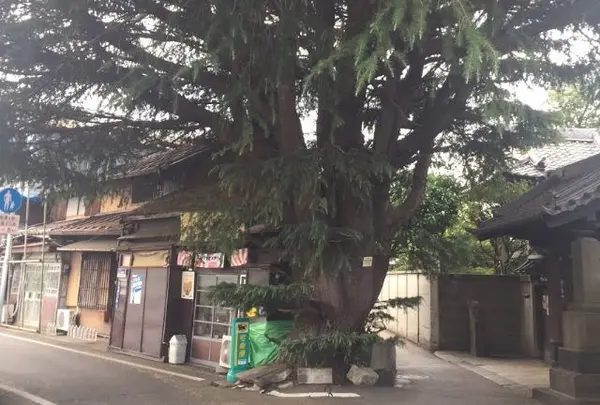 谷中ヒマラヤ杉
