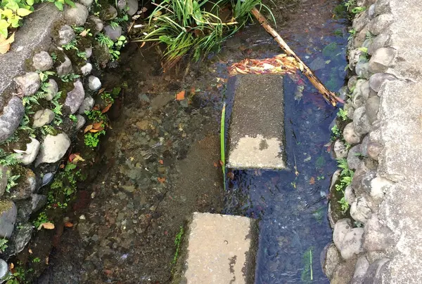 お鷹の道・真姿の池湧水群