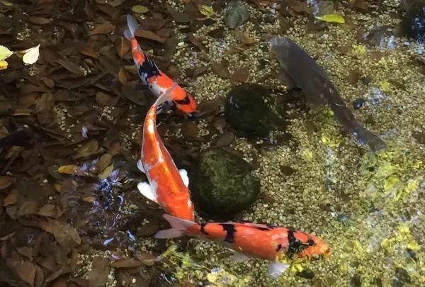 お鷹の道・真姿の池湧水群