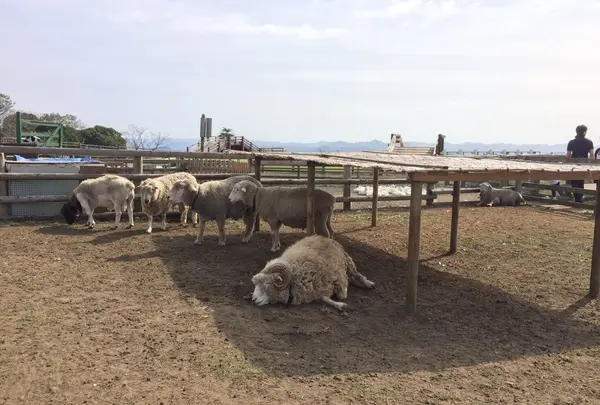 マザー牧場の写真・動画_image_282039