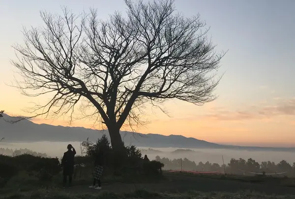 前原の一本桜の写真・動画_image_282708