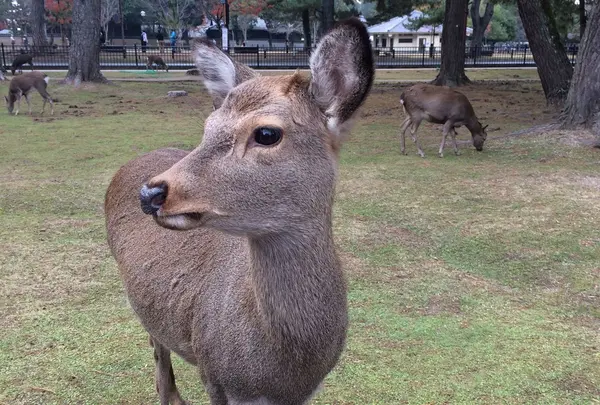 奈良国立公園