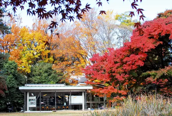 桜丘すみれば自然庭園