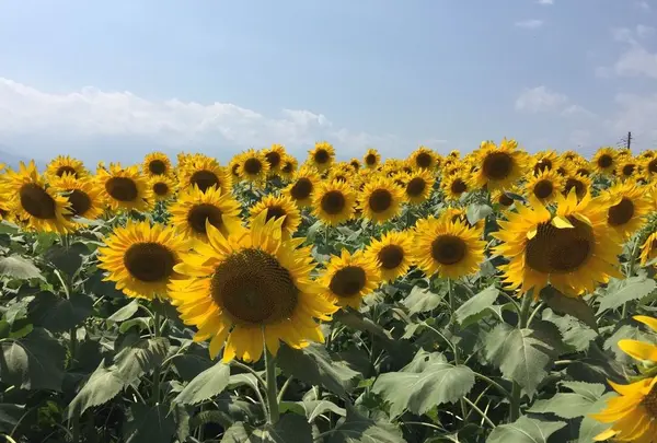 明野のひまわり畑