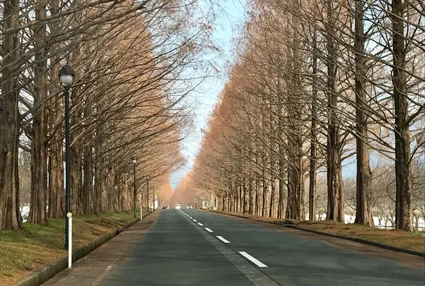 メタセコイア並木