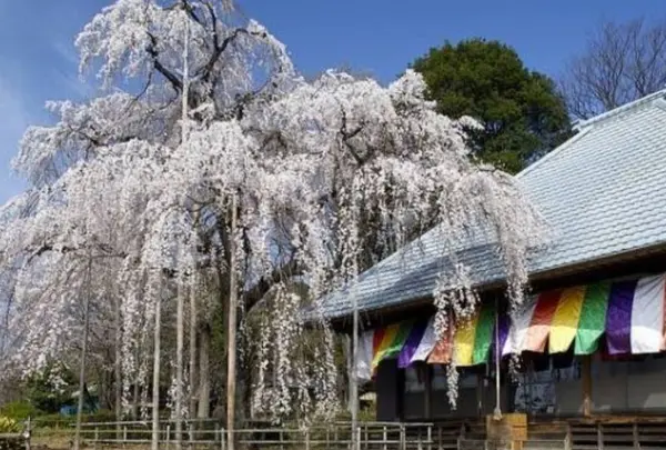 慈眼寺