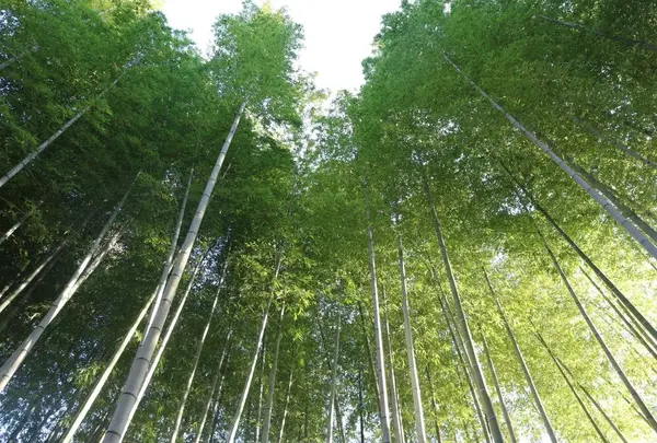 竹林の小径の写真・動画_image_290893