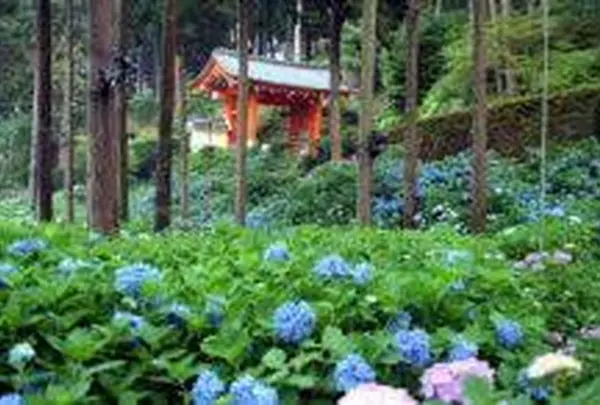 三室戸寺の写真・動画_image_293189