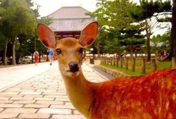 奈良公園