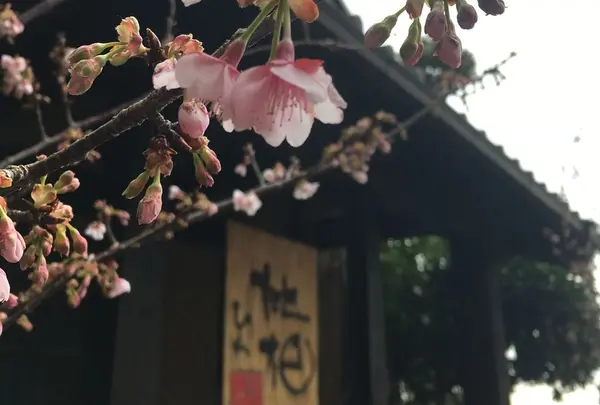 無雙庵枇杷の写真・動画_image_293501