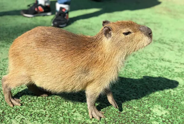 伊豆シャボテン公園