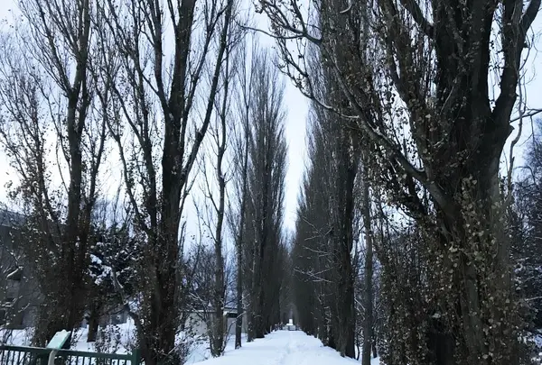 北海道大学の写真・動画_image_299506