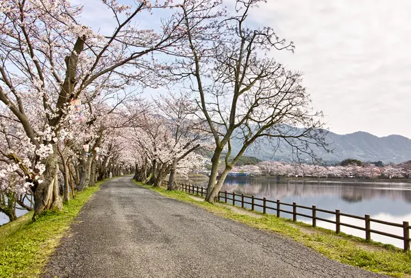 【花見スポット】立岡自然公園