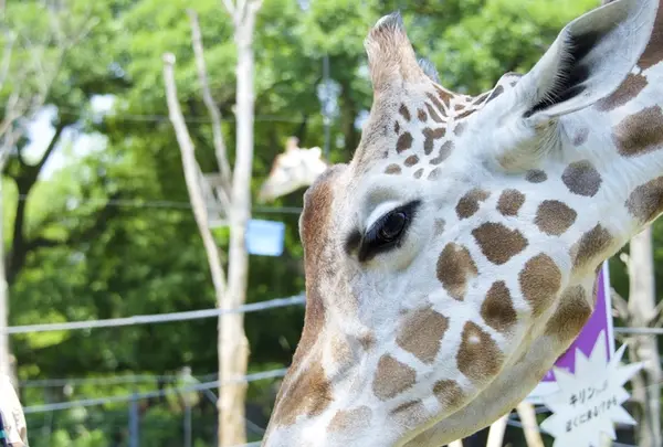 天王寺動物園