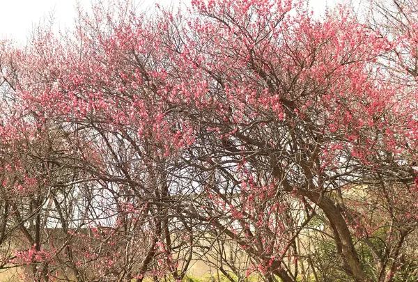 梅安天満宮