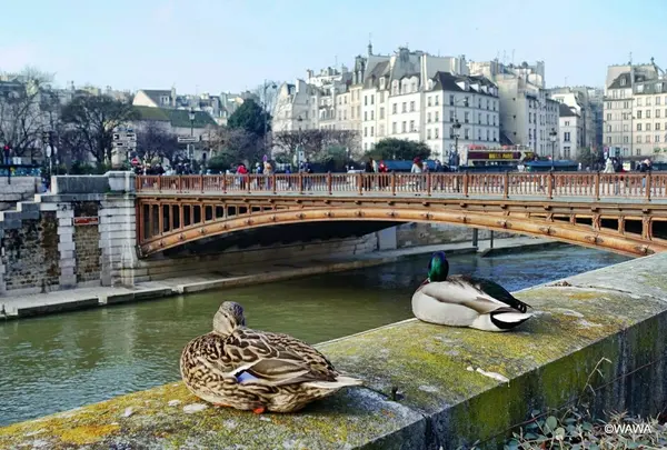 ドゥブル橋