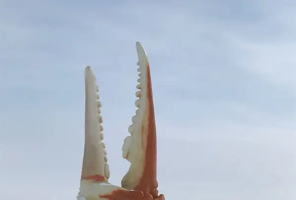 カニの爪