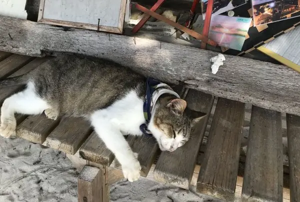 カイジ浜