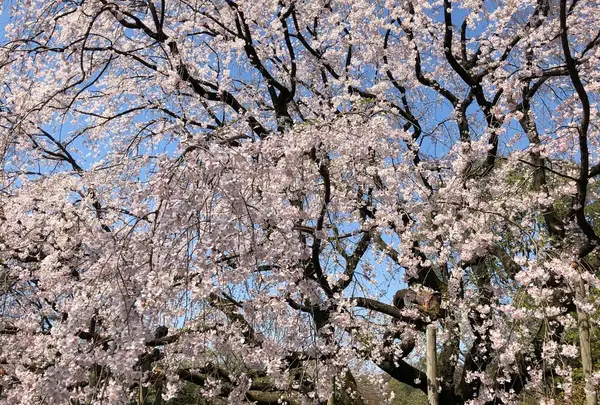 六義園