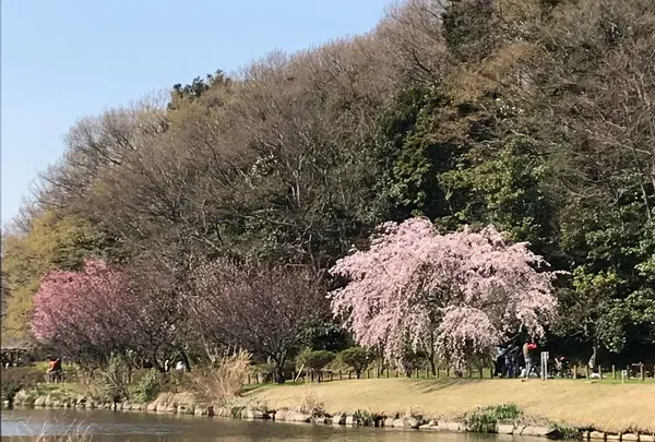じゅん菜池緑地