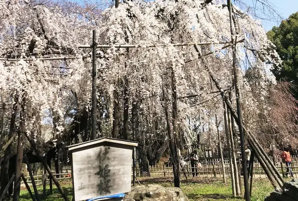 真間山弘法寺