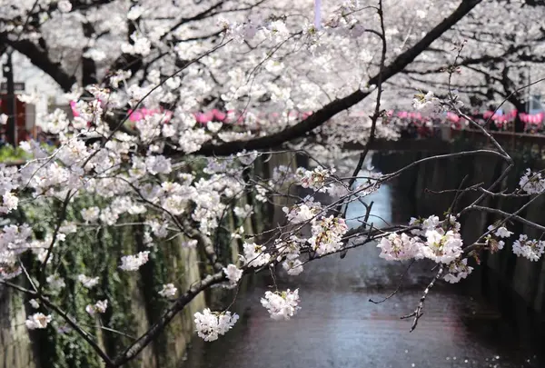 目黒川