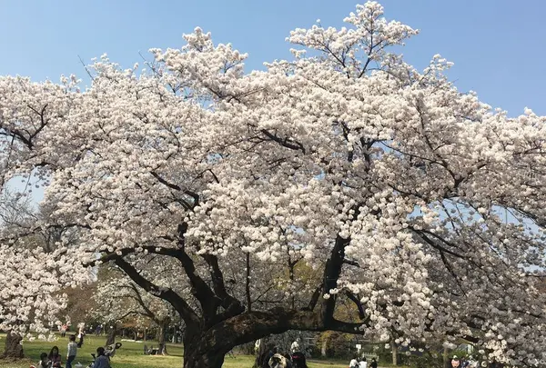小石川植物園の写真・動画_image_307686