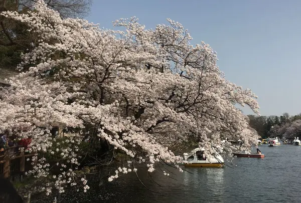 井の頭恩賜公園の写真・動画_image_307901
