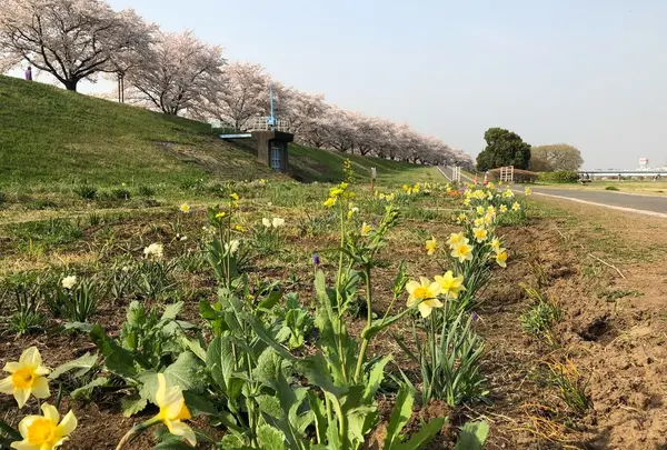 埼玉県狭山市新富士見橋の写真・動画_image_307922