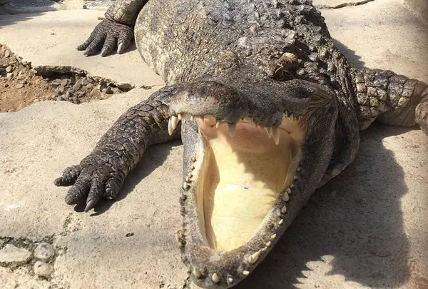 熱川バナナワニ園