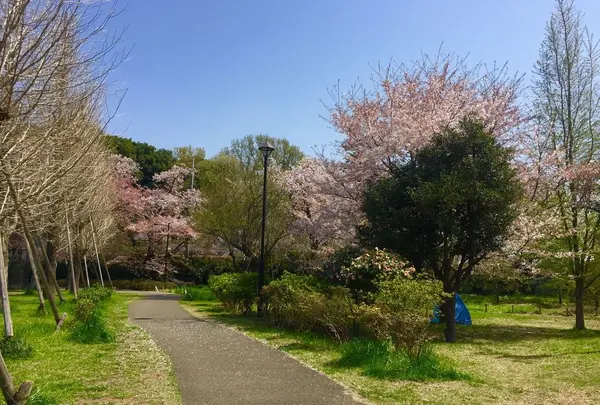 石神井公園