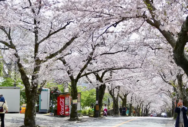 伊豆高原桜並木の写真・動画_image_308740