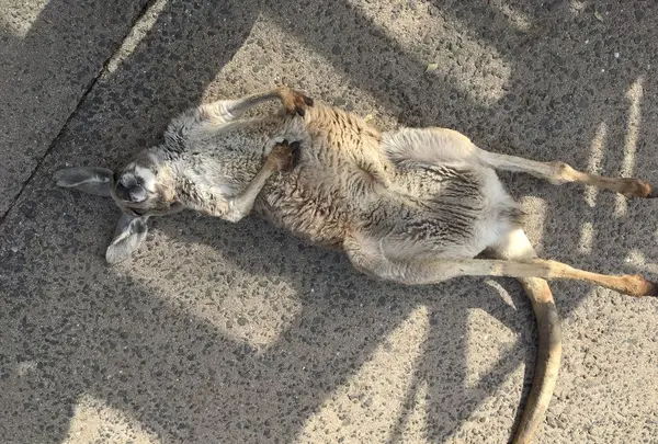 秋吉台自然動物公園サファリランド