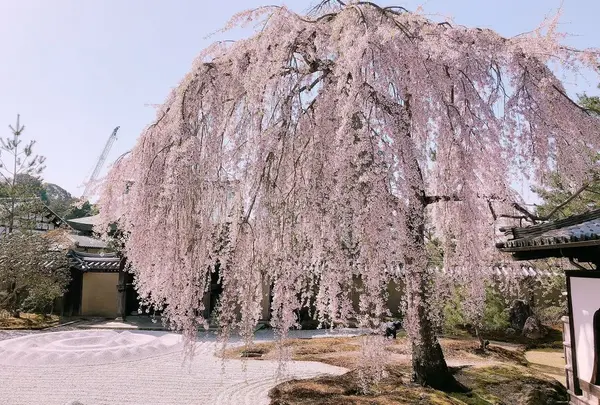 高台寺の写真・動画_image_309288